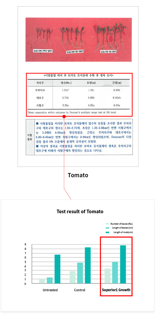 토마토테스트2-1