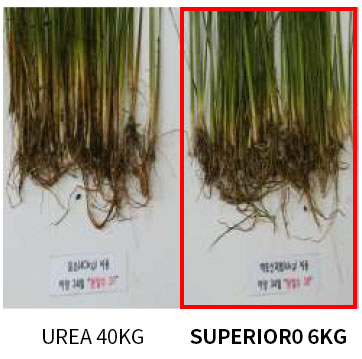 비교사진